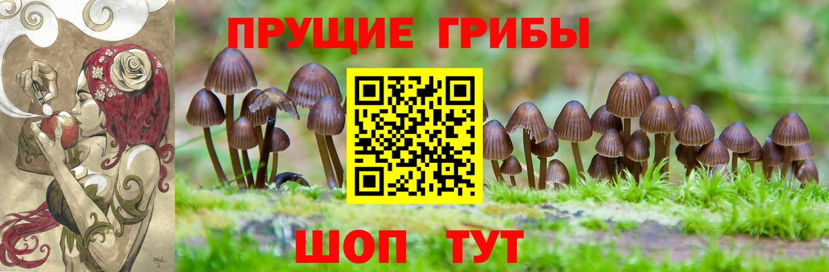 Галлюциногенные грибы Psilocybine cubensis Северобайкальск